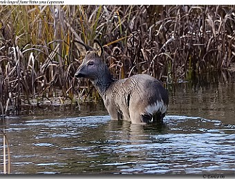 Animali 022